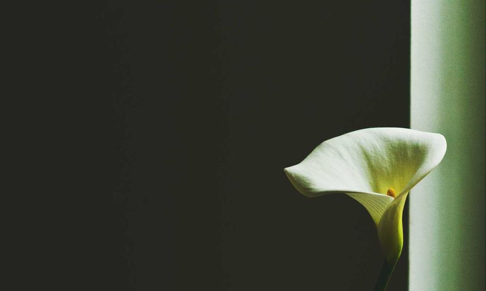 养一盆植物治愈的意外